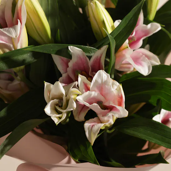 Blush Radiance Lily Bouquet