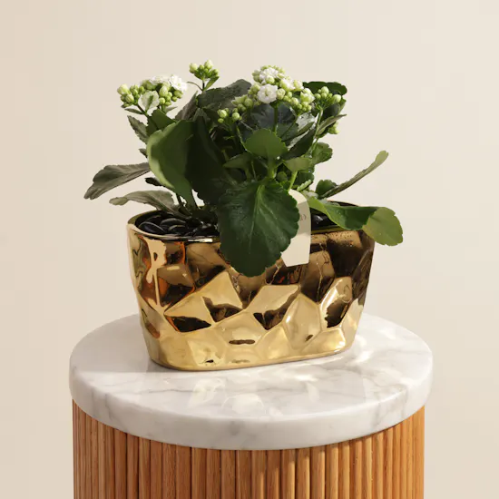 Delight White Kalanchoe Plant