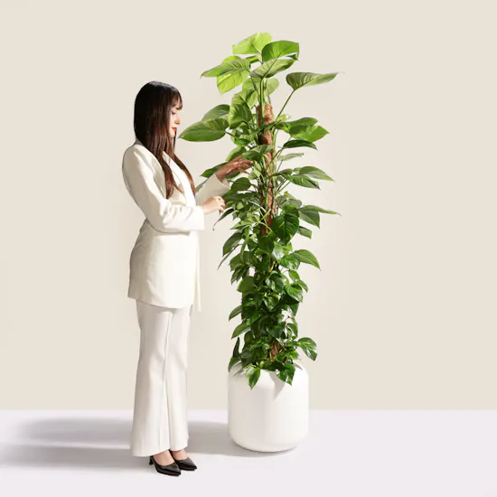 Astounding Big Epipremnum Plant