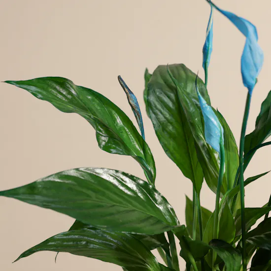 Serene Blue Spathiphyllum Plant