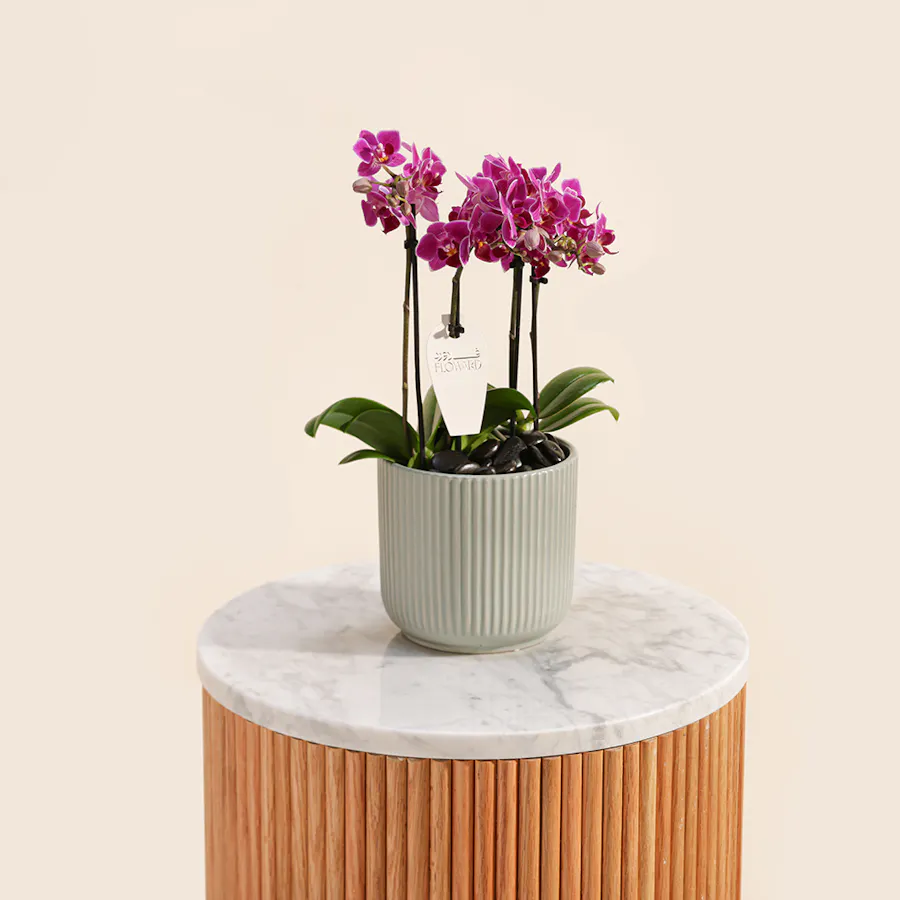 Purple Little Orchid Plant 3