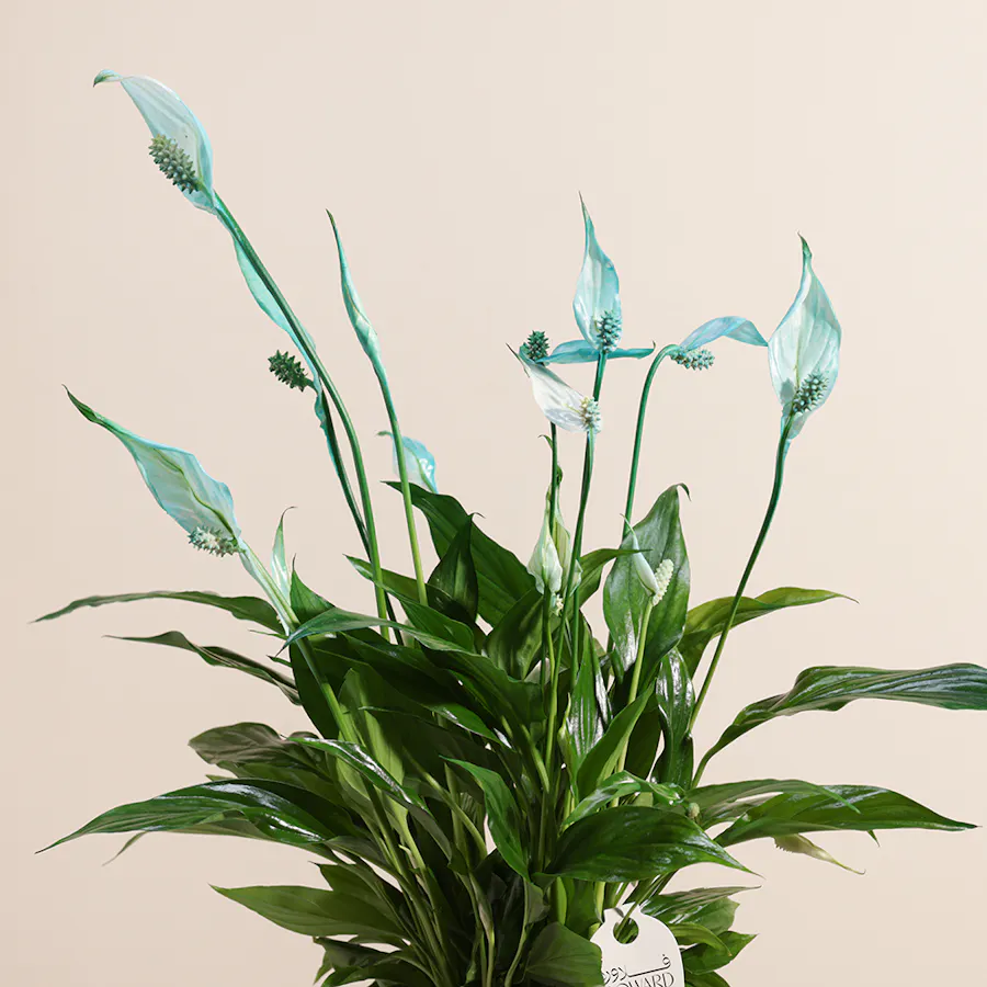 Peace Lilies Aqua | Glass Vase 5