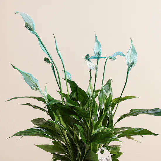 Peace Lilies Aqua Vase