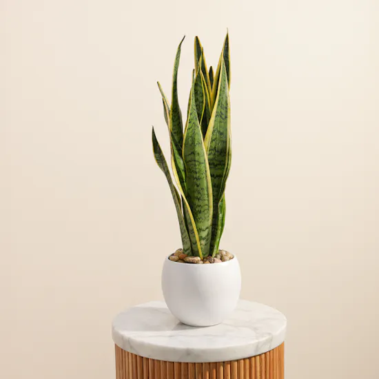 Sansevieria Trifasciata Laurentii Plant