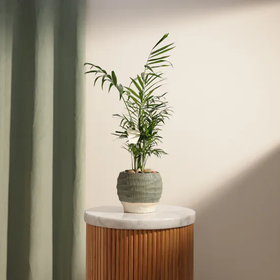 Charming Chamaedorea Palm Plant