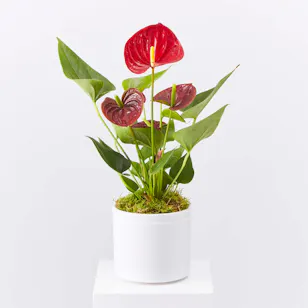 Red Flamingo Plant