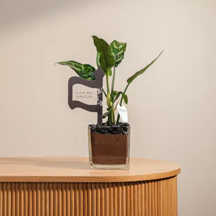 Founding Day Aglaonema Maria Plant Pot