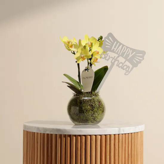 Cheerful Birthday Yellow Phalaenopsis Plant