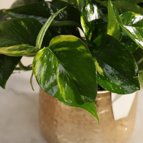 Calm Epipremnum Marble Queen Plant