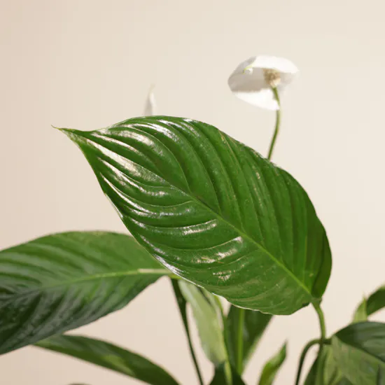 Stunning White Spathiphyllum Bingo Plant