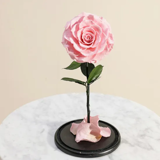 Pink Single Preserved Rose Dome