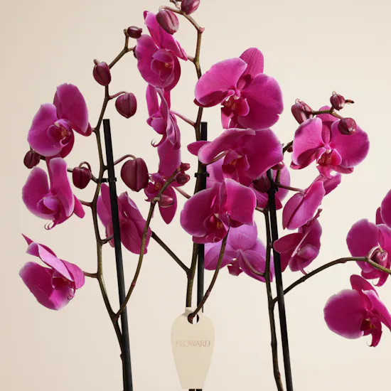 Spark Purple Orchid Plant