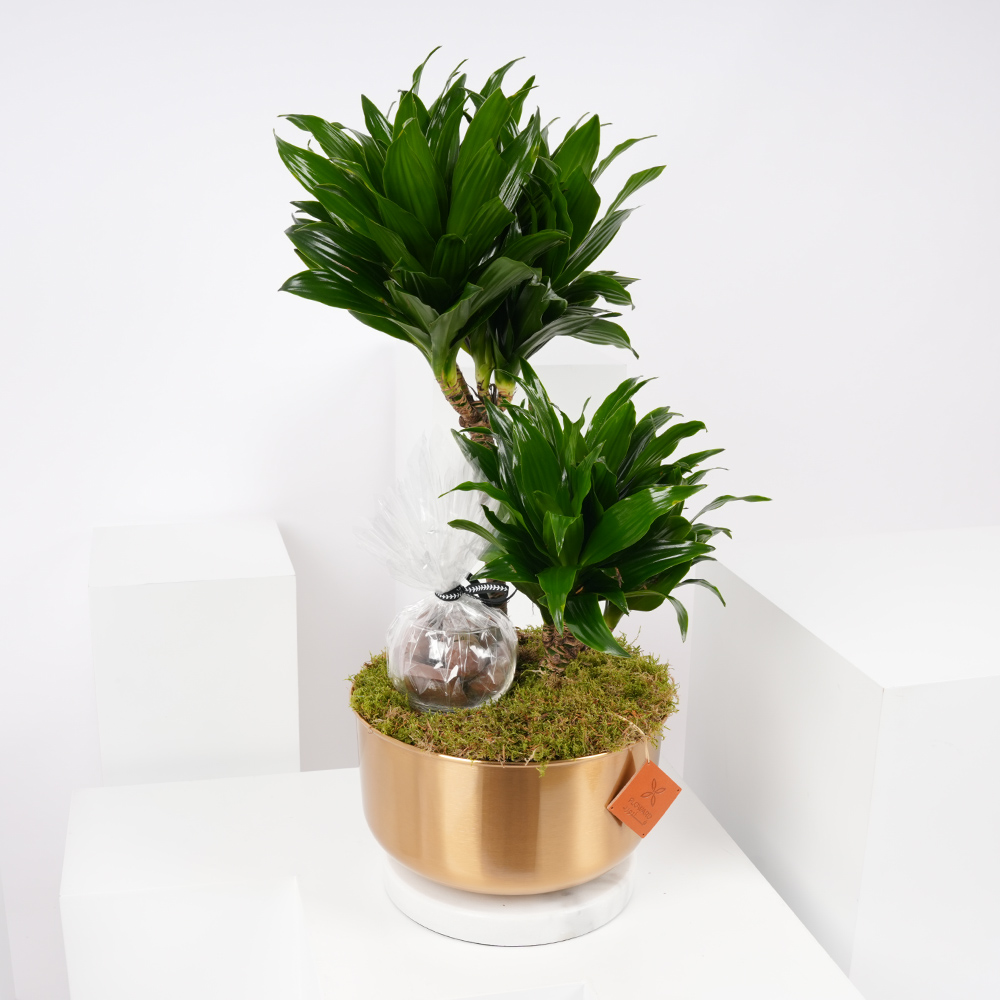 نبتة الدراسينا فراجرانس كومباكتا | شوكولاتة فلاورد 