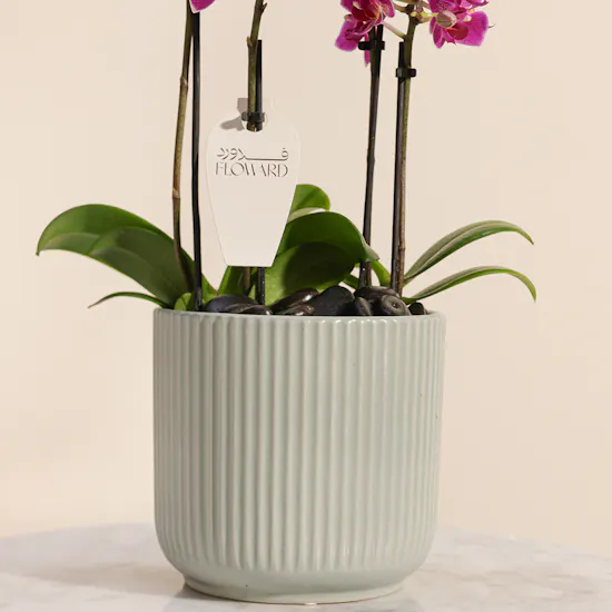 Purple Little Orchid Plant