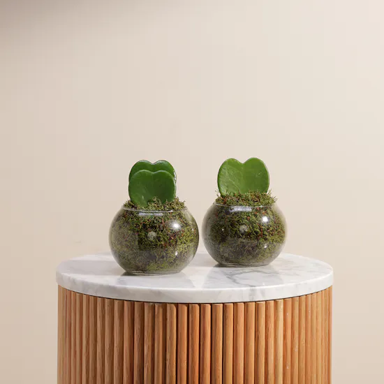Forever Love Duo Plants