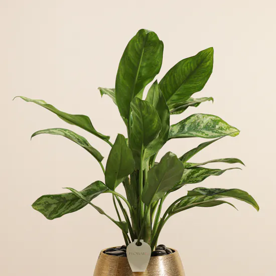 وعاء نبات أجلونيما ماريا الفاخر