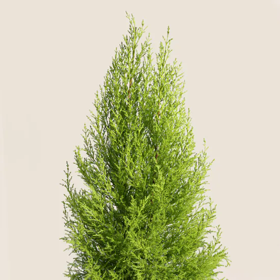Light Big Cupressus Goldcrest Plant Pot