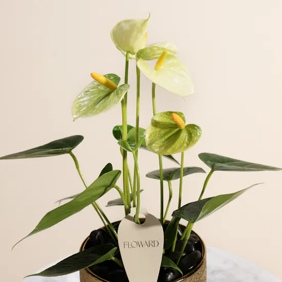 Pure Harmony Vanilla Anthurium Plant