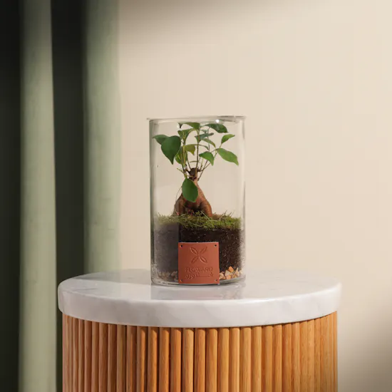 Minature Bonsai | Closed Terrarium