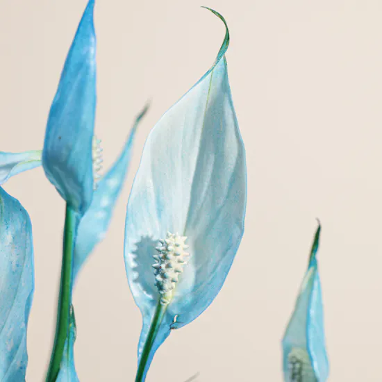 Shiny Blue Spathiphyllum Plant