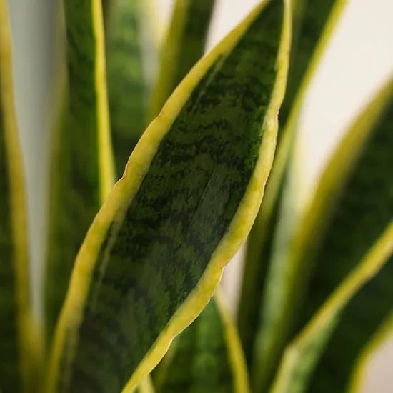 Well Done Sansevieria Laurentii
