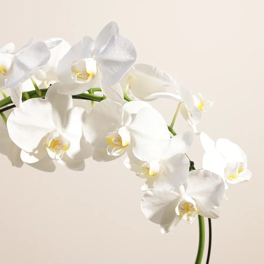 White Phalaenopsis Pot  6
