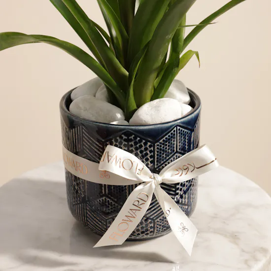 Father's Day Shinny Blue Guzmania Plant