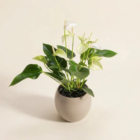White Anthurium Plant