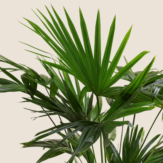 Verdant Big Livistona Chinensis Palms