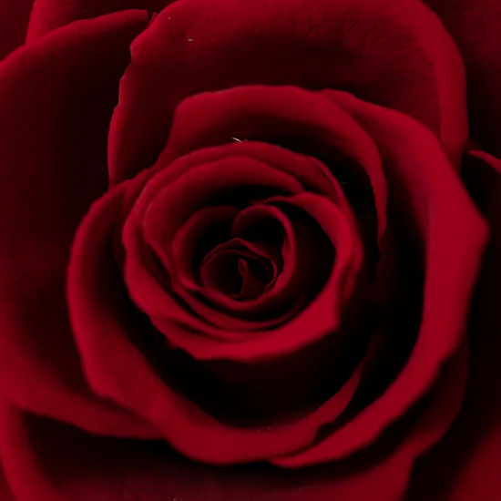 Preserved Rose | Glass Dome