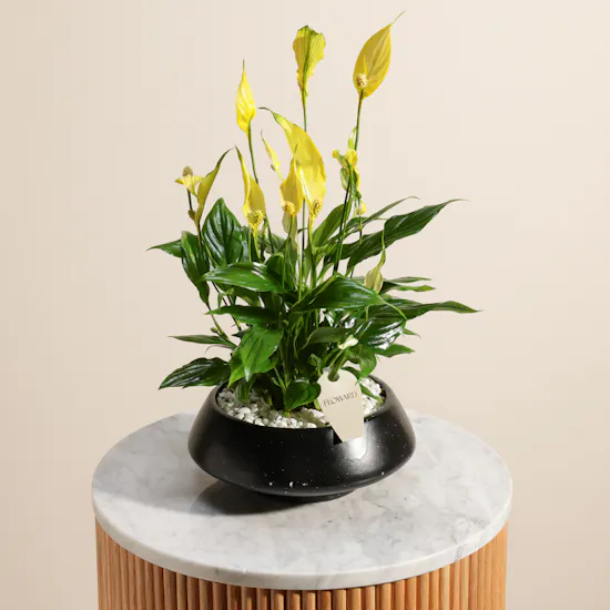 Serene Yellow Spathiphyllum Plant