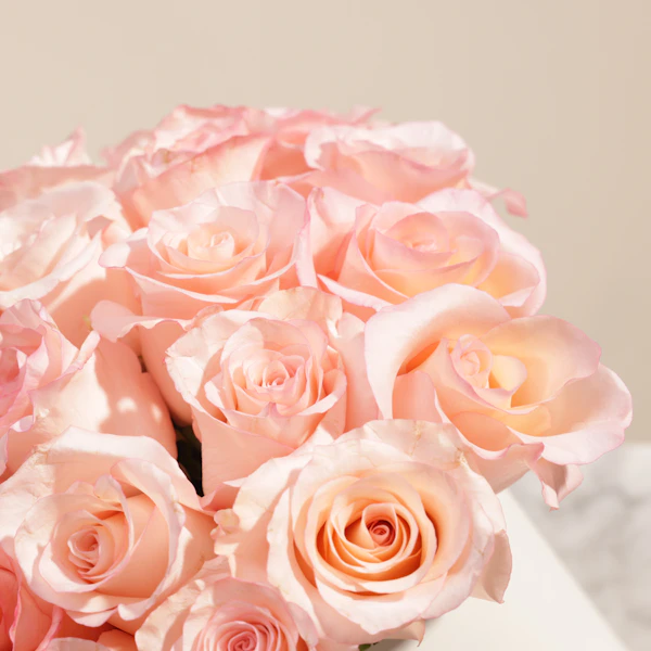 Inspired Light Pink Roses Box | 25 Flowers
