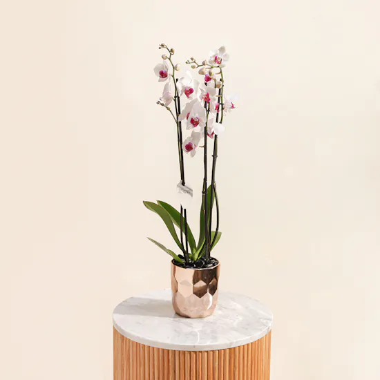 Eternal Love | White Orchid Plant