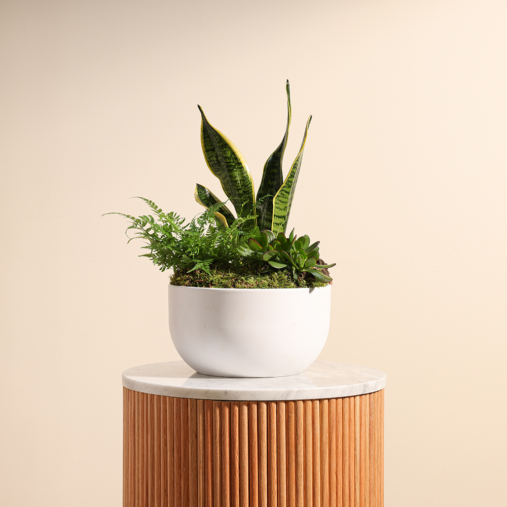 Trio Plants Arrangement