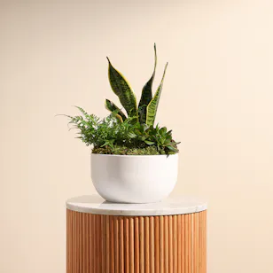 Trio Plants Arrangement Trio Plants Arrangement