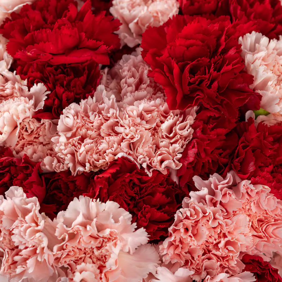 Elegant Beauty | Carnations Bouquet 5
