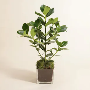 Clusia Rosea Green Plant