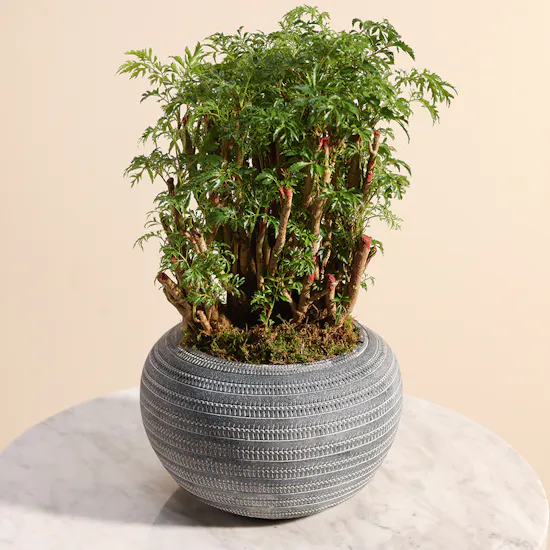 Polyscias Plant | Grey Pot