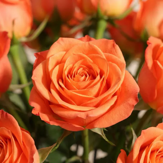 Orange Roses Vase | 35 Flowers