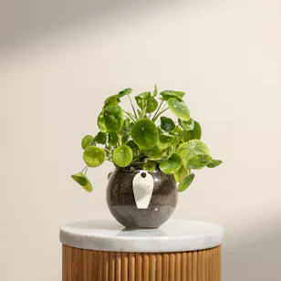 Chinese Money Plant Chinese Money Plant