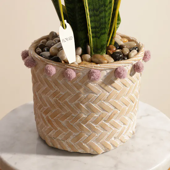 Refreshing Sansevieria Laurentii Plant