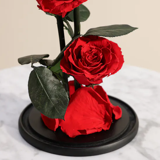 Preserved Red Roses Dome