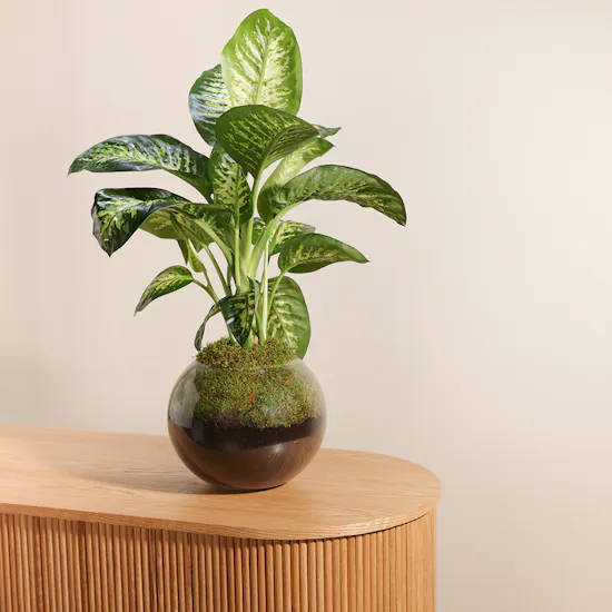 Dieffenbachia Seguine Plant