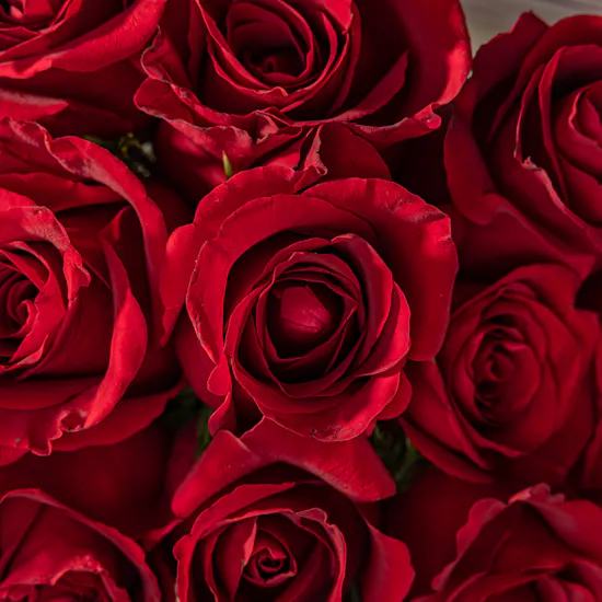 Romantic Radiance Roses Bouquet