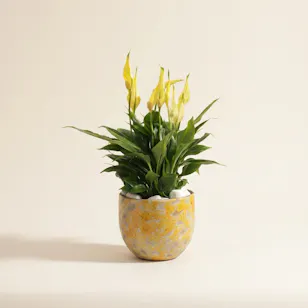 Elegant Yellow Spathiphyllum Plant
