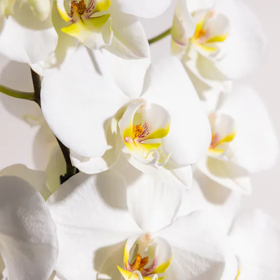 Pure Elegance Orchid Plant