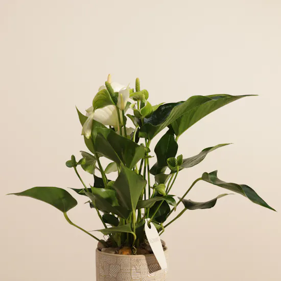 Fancy White Anthurium Plant