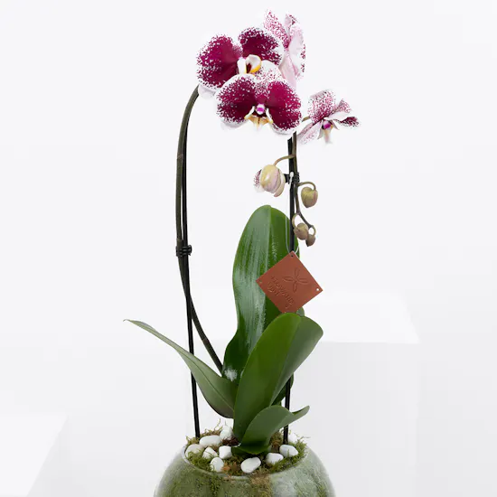 Purple Queen Orchid