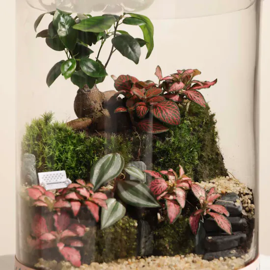 Ficus Bonsai Garden | Closed Terrarium