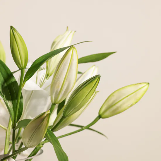 White Lilies | Glass Vase